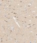 GLS Antibody (C-term)
